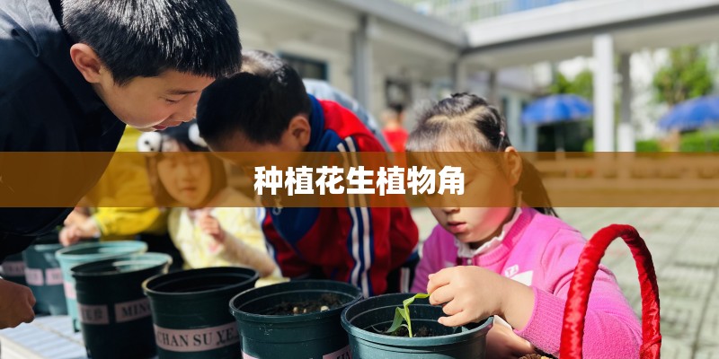 种植花生植物角