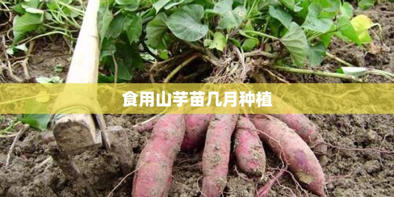 食用山芋苗几月种植 食用山芋苗几月种植