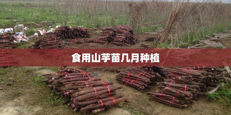 食用山芋苗几月种植 食用山芋苗几月种植