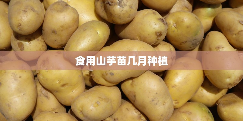 食用山芋苗几月种植 食用山芋苗几月种植