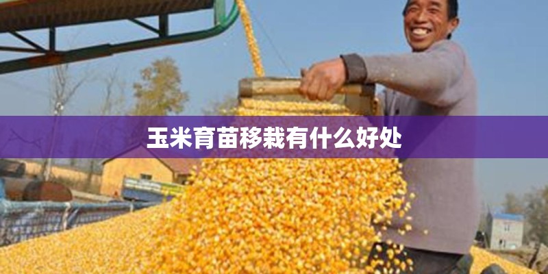 玉米育苗移栽有什么好处 玉米育苗移栽有什么好处