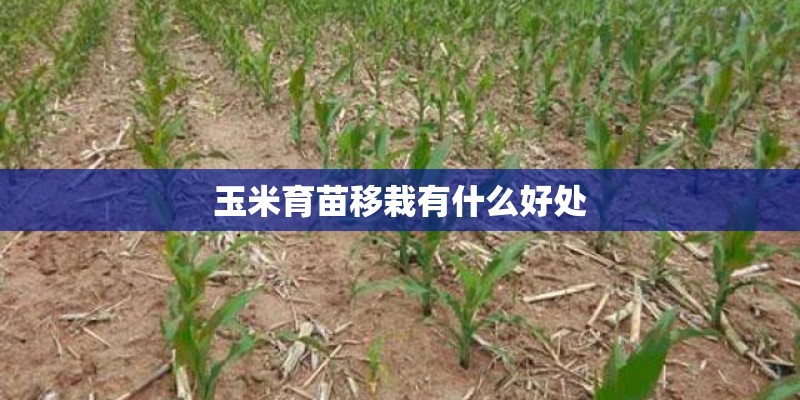 玉米育苗移栽有什么好处 玉米育苗移栽有什么好处