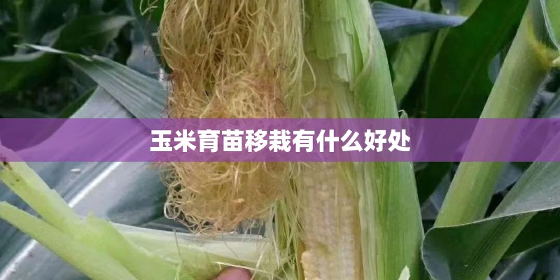 玉米育苗移栽有什么好处 玉米育苗移栽有什么好处