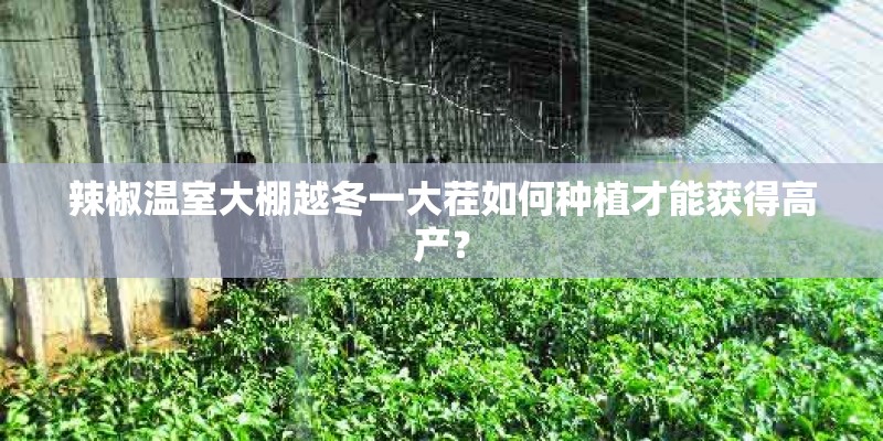 辣椒温室大棚越冬一大茬如何种植才能获得高产？