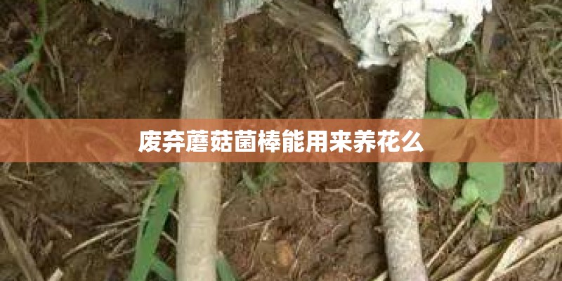 废弃蘑菇菌棒能用来养花么