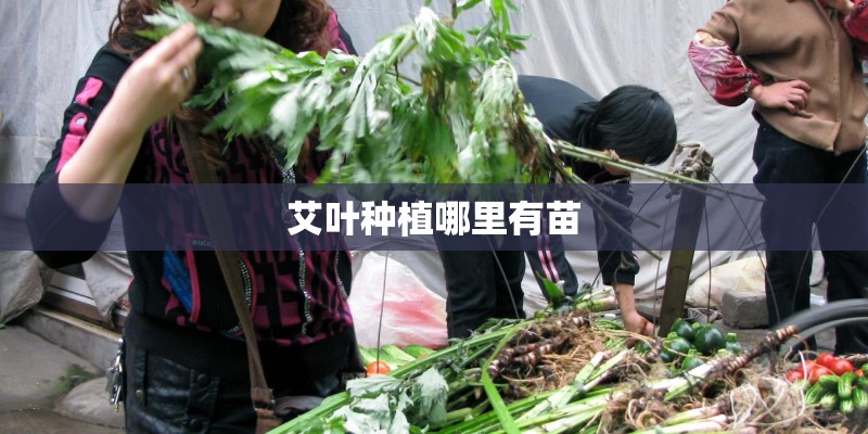 艾叶种植哪里有苗