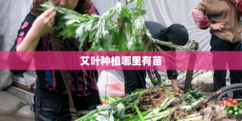 艾叶种植哪里有苗