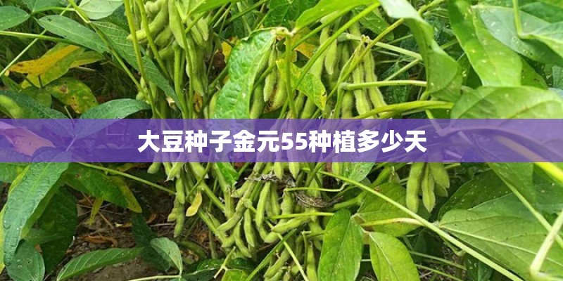 大豆种子金元55种植多少天 大豆种子金元55种植多少天
