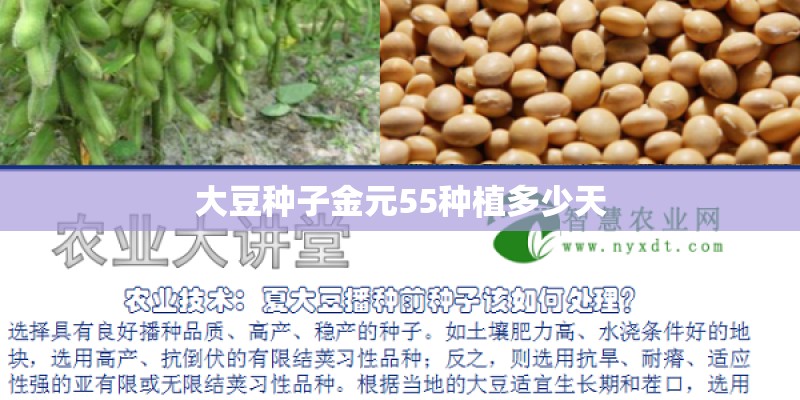 大豆种子金元55种植多少天 大豆种子金元55种植多少天