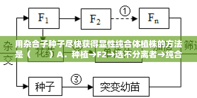 用杂合子种子尽快获得显性纯合体植株的方法是（　　）A．种植→F2→选不分离者→纯合体B．种植→秋水仙素