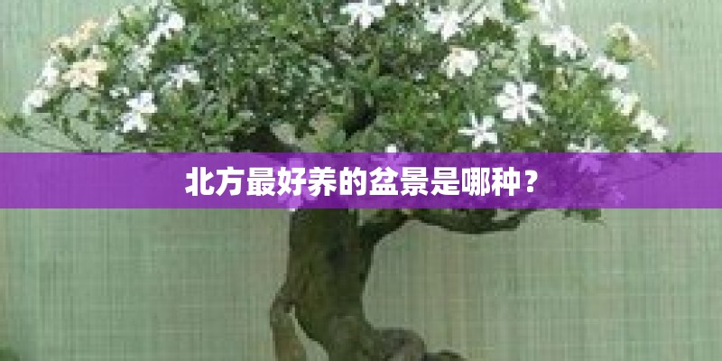 北方最好养的盆景是哪种？