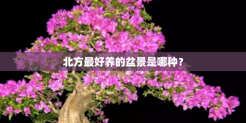 北方最好养的盆景是哪种？