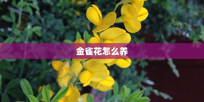 金雀花怎么养