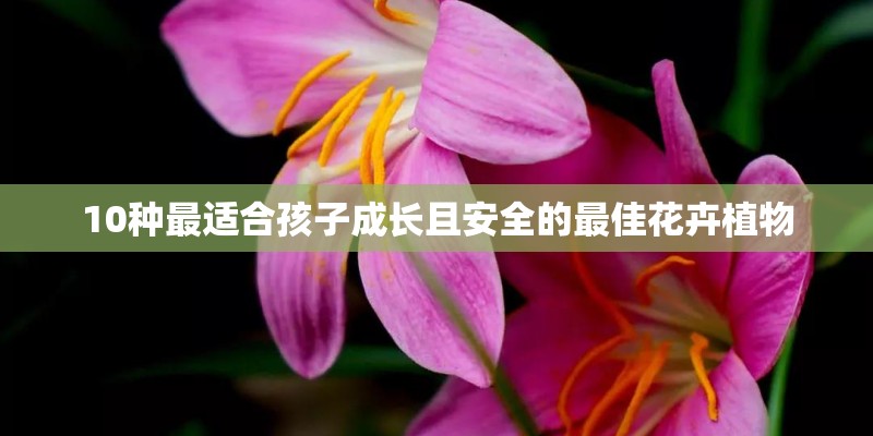 10种最适合孩子成长且安全的最佳花卉植物