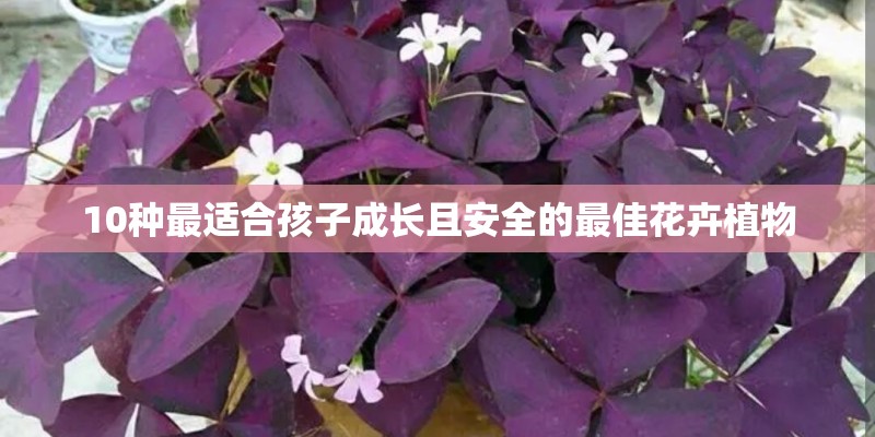 10种最适合孩子成长且安全的最佳花卉植物