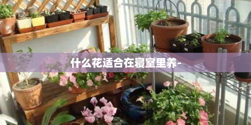 什么花适合在寝室里养-