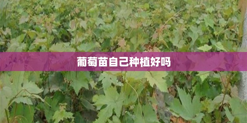 葡萄苗自己种植好吗