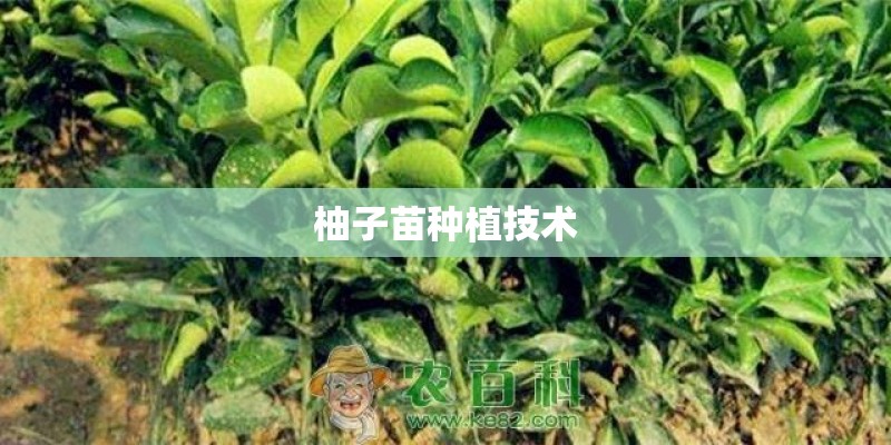 柚子苗种植技术