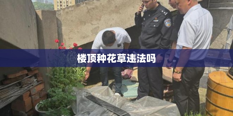 楼顶种花草违法吗