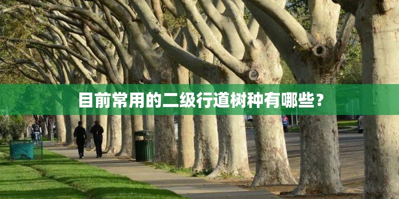 目前常用的二级行道树种有哪些？