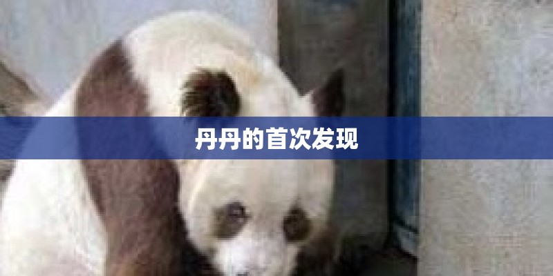 丹丹的首次发现