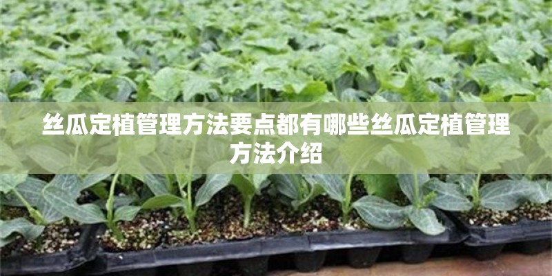 丝瓜定植管理方法要点都有哪些丝瓜定植管理方法介绍