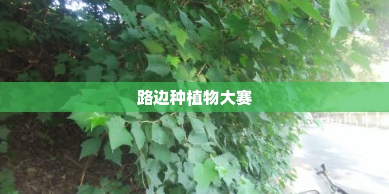 路边种植物大赛