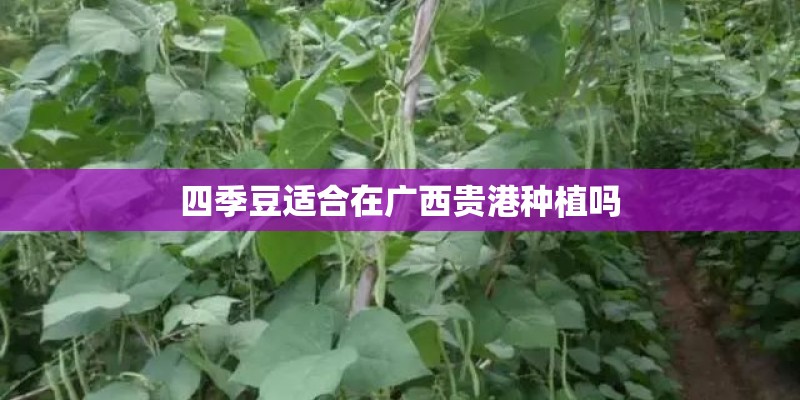 四季豆适合在广西贵港种植吗