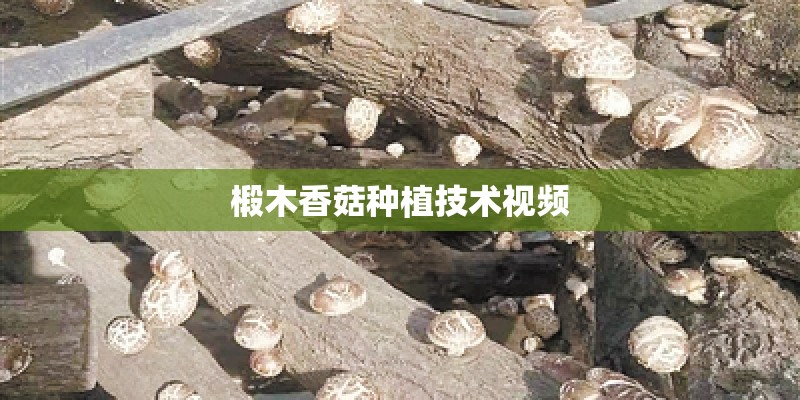 椴木香菇种植技术视频