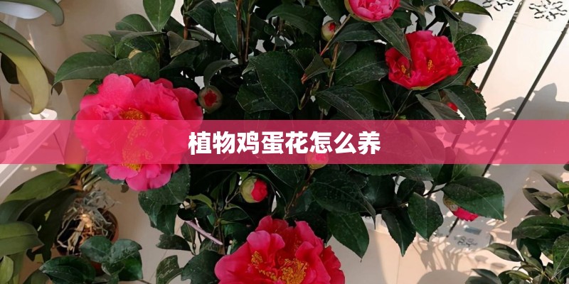植物鸡蛋花怎么养
