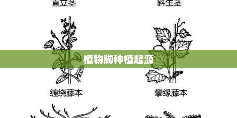 植物脚种植起源