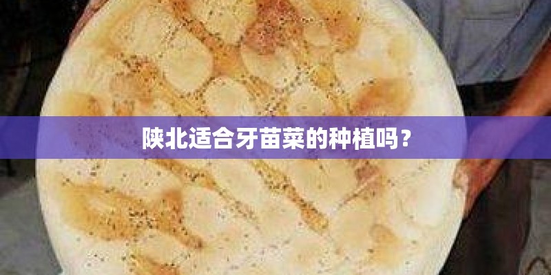 陕北适合牙苗菜的种植吗？