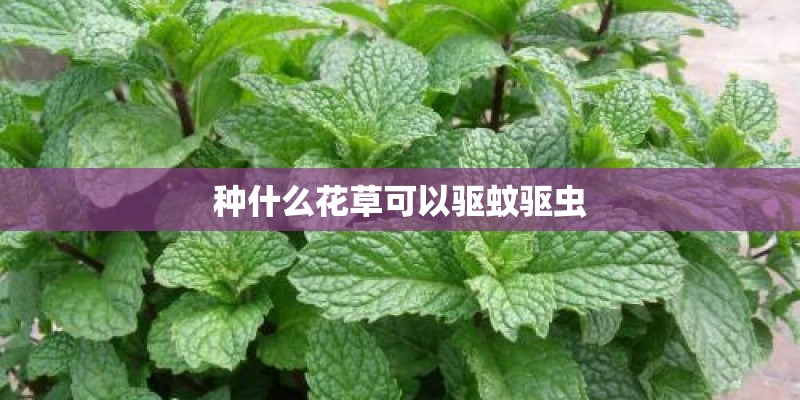 种什么花草可以驱蚊驱虫