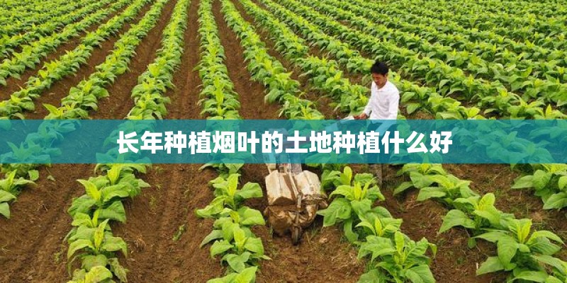 长年种植烟叶的土地种植什么好