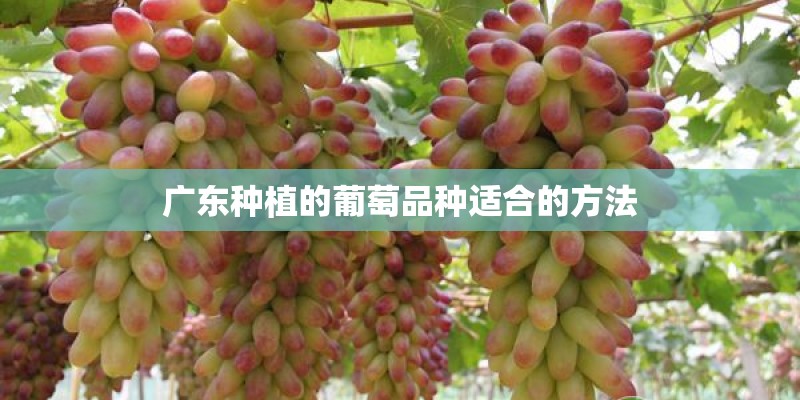 广东种植的葡萄品种适合的方法