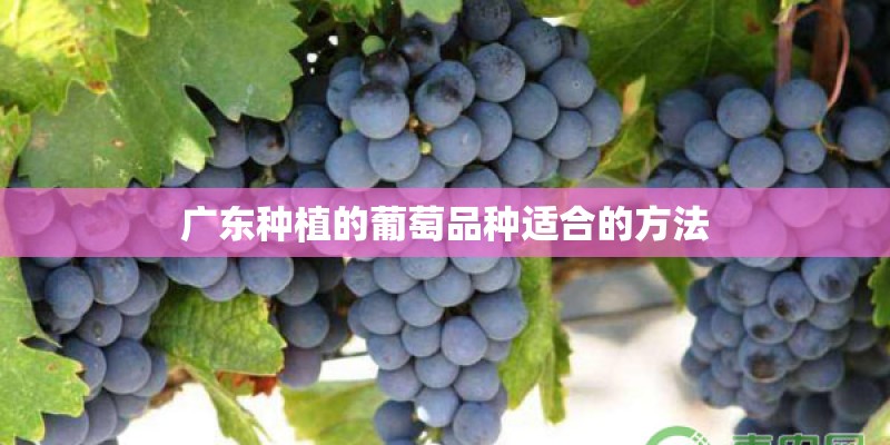 广东种植的葡萄品种适合的方法