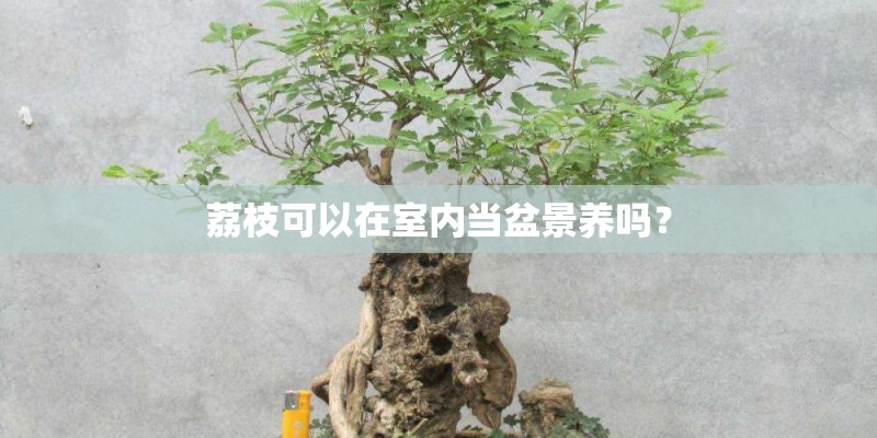 荔枝可以在室内当盆景养吗？