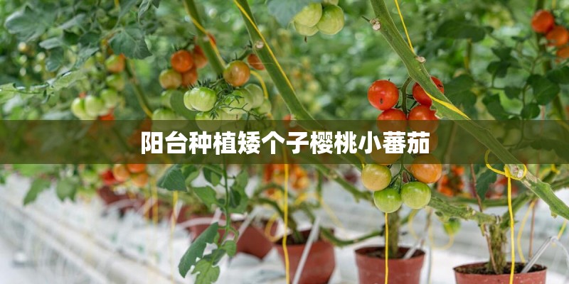 阳台种植矮个子樱桃小蕃茄