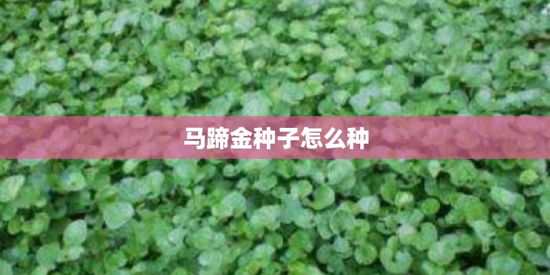 马蹄金种子怎么种