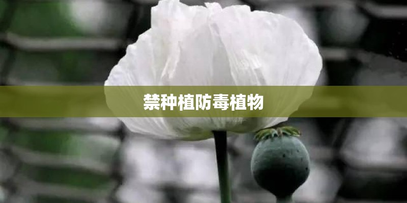 禁种植防毒植物