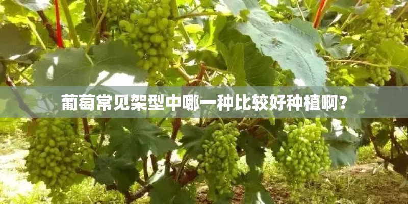 葡萄常见架型中哪一种比较好种植啊? 葡萄常见架型中哪一种比较好种植啊?