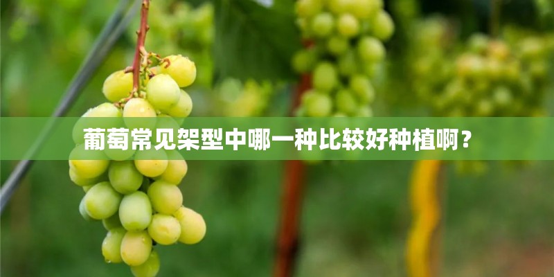 葡萄常见架型中哪一种比较好种植啊? 葡萄常见架型中哪一种比较好种植啊?