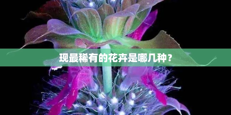 现最稀有的花卉是哪几种？