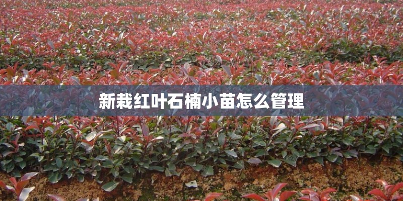 新栽红叶石楠小苗怎么管理