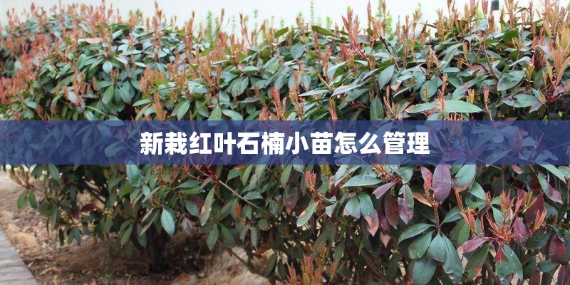 新栽红叶石楠小苗怎么管理