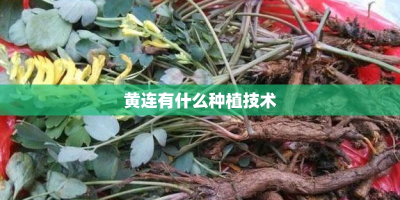 黄连有什么种植技术