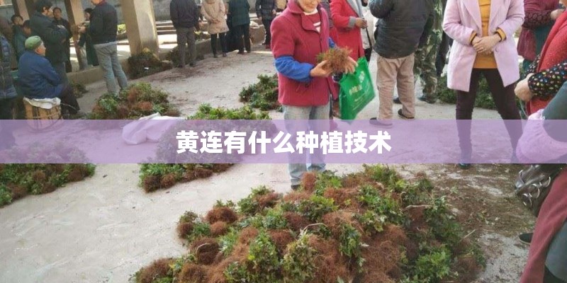 黄连有什么种植技术