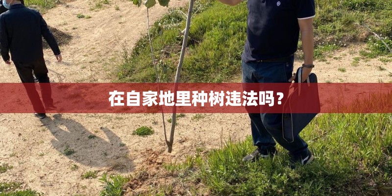 在自家地里种树违法吗？