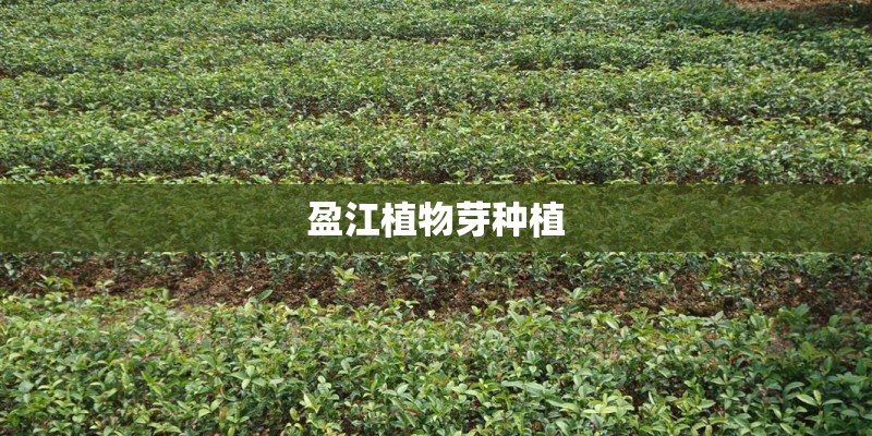 盈江植物芽种植