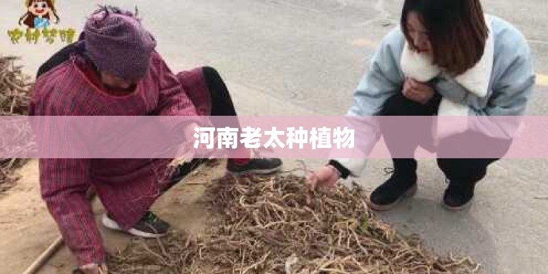 河南老太种植物